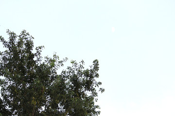tree with green leaves