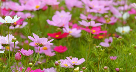 Cosmos flowers in the park