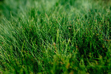 Grass is green in sunny weather, great picture for background.