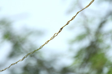 branch of willow