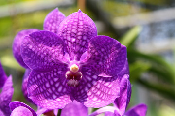 close-up of a blossom of an orchid
