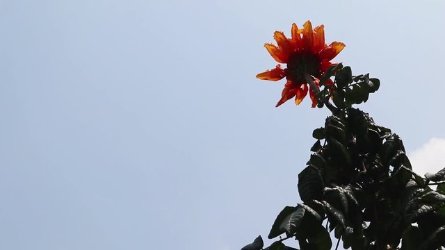 flower in the  sun, single
