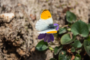 Orangetip Butterfly on Violet Flower in Springtime