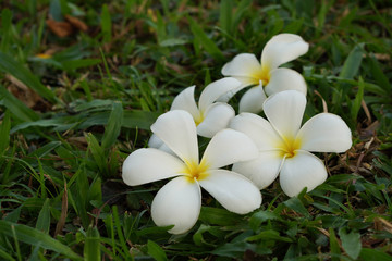 beautiful white plumerias put on green grass and dry grass background,copy space