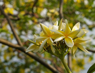 beautiful yellow plumerias bouquet on branch and nature background,blur background