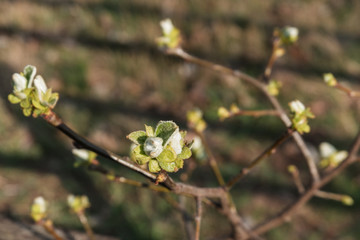 Frühlingserwachern im Garten