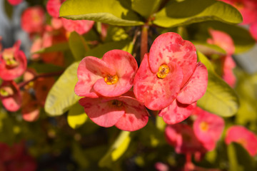 red flowers in garden