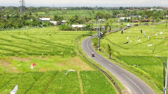 Aerial clip of narrow winding road with vehicles moving along beside rice fields in Canggu Bali