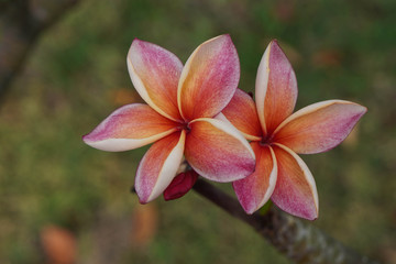 front view two pink and orange plumeria bouquet on branch background,blur nature background