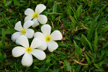 white and yellow four plumeria put on grass nature background,copy space