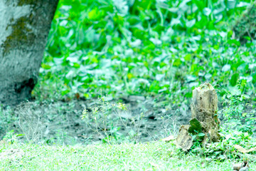 Obraz premium stone in the garden