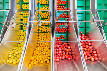 Fresh small tomatoes on a green conveyor belt in a Dutch greenhouse