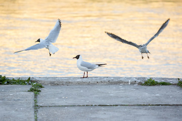 Danube Seagull on river bank in sunset