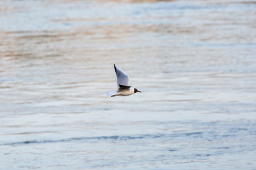 Danube Seagulls flying above river in sunset