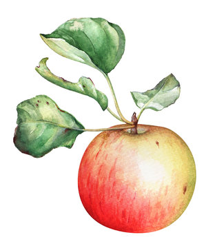 Watercolor red garden apple with green leaves