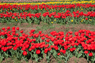 Il campo dei fiori. Prato fiorito. File di tulipani coltivati.