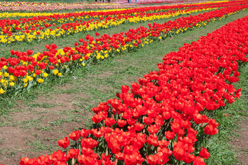 Il campo dei fiori. Prato fiorito. File di tulipani coltivati.