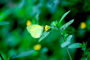 butterfly on leaf