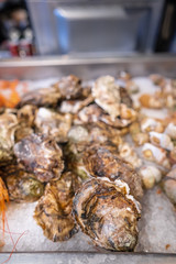 Fresh closed oysters on counter with ice