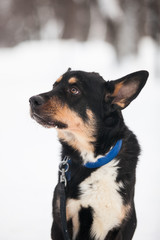 Black dog with blue collar, winter