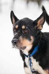 Black dog with snow on the nose, portrait,  close up