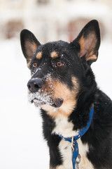 Black dog with snow on the nose, portrait,  close up