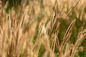 Field of grass in summer day.