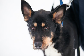 Black dog, portrait,  close up