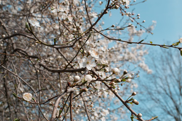Beautiful White Cherry Flowers in Spring Garden over Nature Background