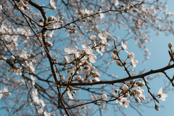 Beautiful White Cherry Flowers in Spring Garden over Nature Background