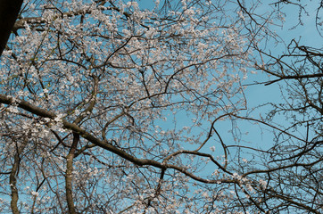 Beautiful White Cherry Flowers in Spring Garden over Nature Background