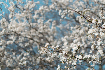 Beautiful White Cherry Flowers in Spring Garden over Nature Background
