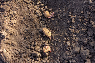 spring planting of potato tubers in ground beds close-up