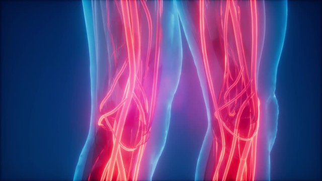 science anatomy scan of human blood vessels