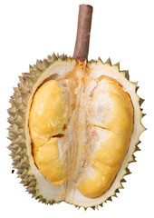 Obraz premium Durians cut through to see the yellow flesh. on the White Blackground