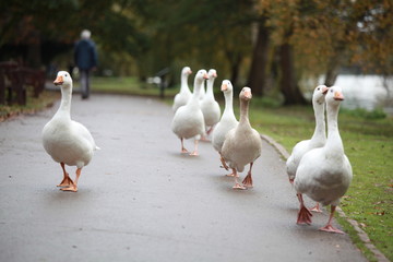 group of geese