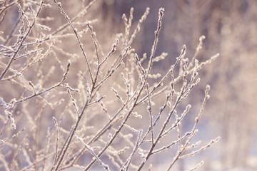 Winter branches covered with snow. Frozen tree and bush branch in winter forest. Winter forest landscape.