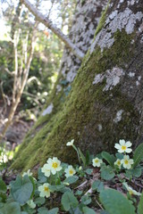 Tronc et primev&egrave;res