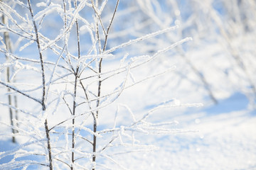Winter branches covered with snow. Frozen tree and bush branch in winter forest. Winter forest landscape.