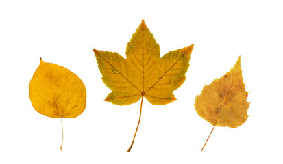 Set of Dry Leaves Isolated on White Background