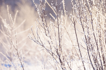 Winter branches covered with snow. Frozen tree and bush branch in winter forest. Winter forest landscape.