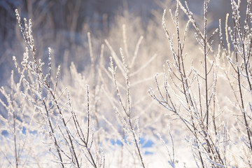Winter branches covered with snow. Frozen tree and bush branch in winter forest. Winter forest landscape.