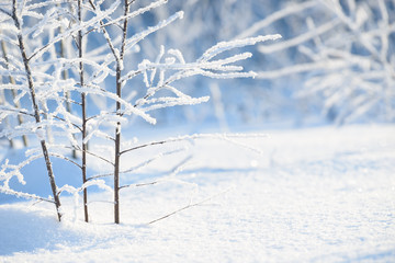 Winter branches covered with snow. Frozen tree and bush branch in winter forest. Winter forest landscape.