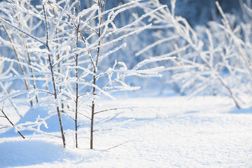 Winter branches covered with snow. Frozen tree and bush branch in winter forest. Winter forest landscape.