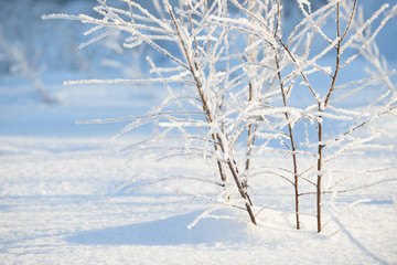 Fototapeta na wymiar Winter branches covered with snow. Frozen tree and bush branch in winter forest. Winter forest landscape.