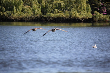 birds in flight