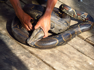 Anaconda, snake, Amazon river, Peru, South America