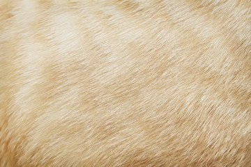 Brown cat fur short smooth seamless patterns for bright background or texture