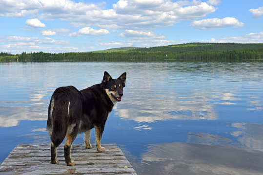 Lapponian herder (Lapinporokoira or Lapp Reindeer dog or Lapsk Vallhund)  on background of blue lake and blue sky. Finnish Lapland