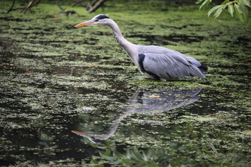 heron on the hunt